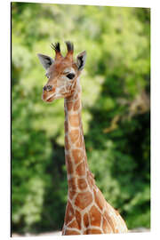 Magnettafel Baby-Giraffe im Porträt