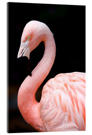 Akryylilasitaulu  Pink Flamingo