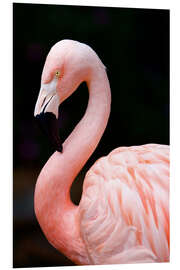 Foam board print Pink Flamingo