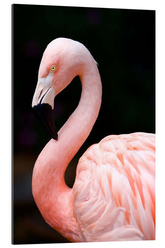 Galleritryk Pink Flamingo