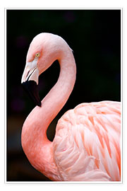 Wandbild  Rosa Flamingo