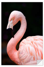 Selvklebende plakat Pink Flamingo