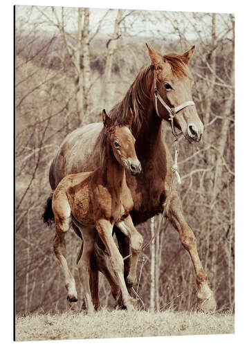 Alumiinitaulu Foal with his mother in the meadow