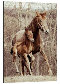 Aluminium print Foal with his mother in the meadow