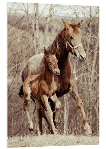 Print på skumplade Foal with his mother in the meadow