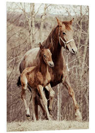 Foam board print Foal with his mother in the meadow