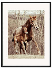 Gerahmter Kunstdruck Fohlen mit seiner Mutter auf der Wiese