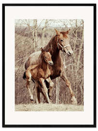 Framed art print Foal with his mother in the meadow