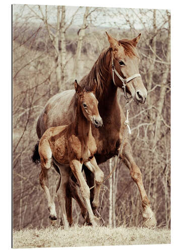 Galleriprint Foal with his mother in the meadow