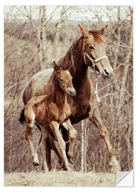 Naklejka na ścianę Foal with his mother in the meadow