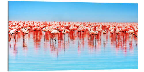 Stampa su alluminio Flamingo in the lake Nakuru