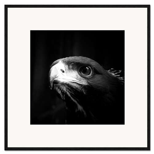 Innrammet kunsttrykk view of the young eagle