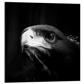 Gallery print view of the young eagle