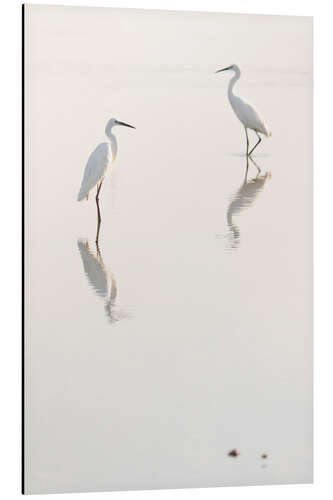 Tableau en aluminium Grandes aigrettes au petit matin