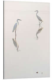 Aluminiumtavla Egrets morning