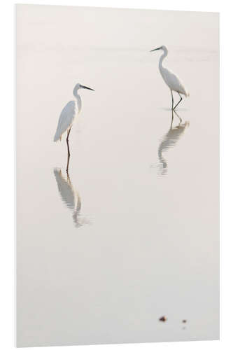 Quadro em PVC Egrets morning