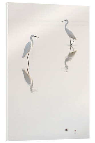 Tableau en plexi-alu Grandes aigrettes au petit matin