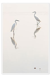 Poster Egrets morning