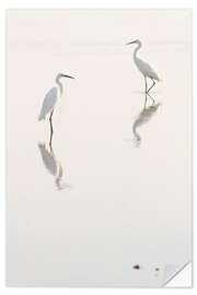 Wall sticker Egrets morning