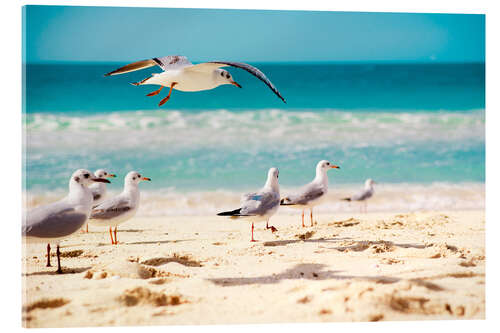 Acrylglas print seagulls beach