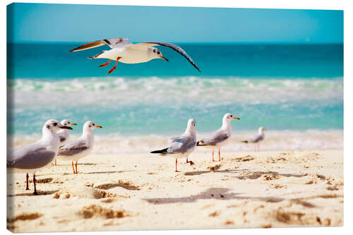 Lerretsbilde seagulls beach