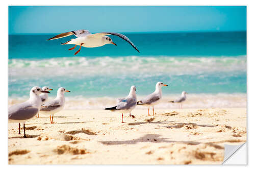 Selvklebende plakat seagulls beach