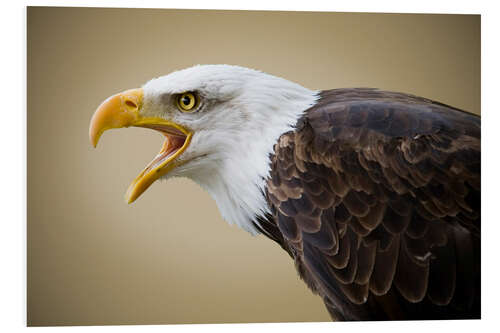 Foam board print Bald Eagle