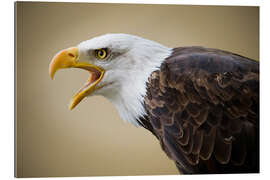 Gallery print Bald Eagle