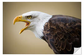 Naklejka na ścianę Bald Eagle