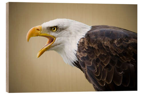 Quadro de madeira Bald Eagle