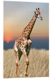 Quadro em acrílico  Giraffe - African wilderness
