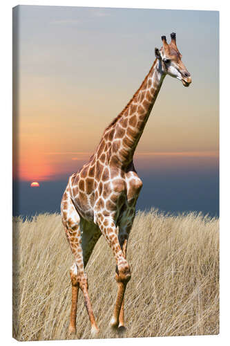 Leinwandbild Giraffe - Afrikas Wildnis