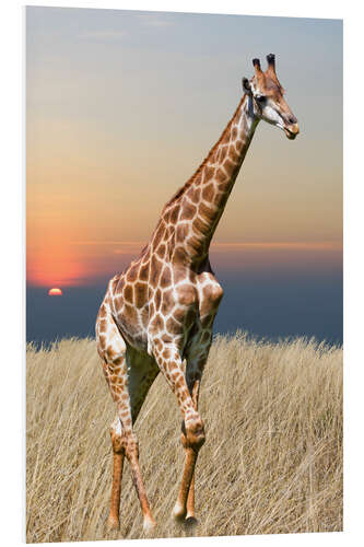 Foam board print Giraffe - African Wilderness