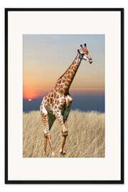Gerahmter Kunstdruck Giraffe - Afrikas Wildnis