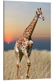 Magnettafel Giraffe - Afrikas Wildnis