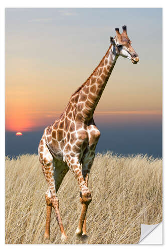 Selvklebende plakat Giraffe - African wilderness