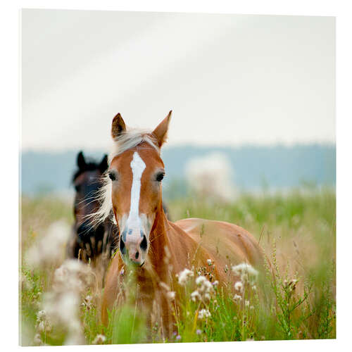 Akrylglastavla Haflinger bland vildblommor