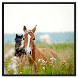 Gerahmter Kunstdruck Haflinger mit Wildblumen