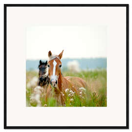 Gerahmter Kunstdruck Haflinger mit Wildblumen