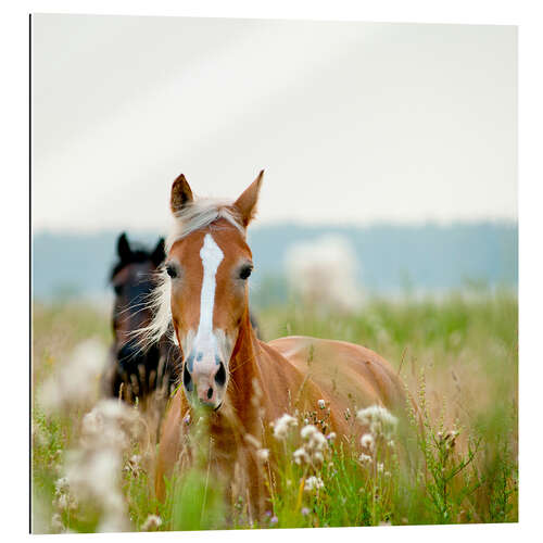 Quadro em plexi-alumínio Cavalo Haflinger com flores silvestres