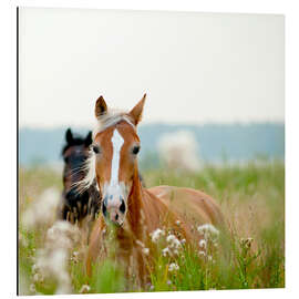 Magnettafel Haflinger mit Wildblumen