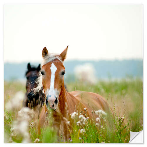 Naklejka na ścianę Haflinger with wildflowers