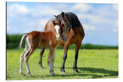 Aluminium print Mother Love - mare with foal