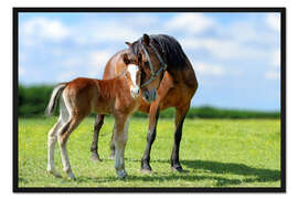 Gerahmter Kunstdruck Mutterliebe - Stute mit Fohlen