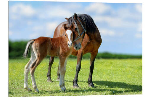 Gallery print Mother Love - mare with foal