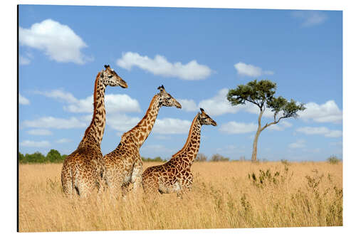 Aluminium print Giraffe Trio