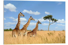 Gallery print Giraffe Trio