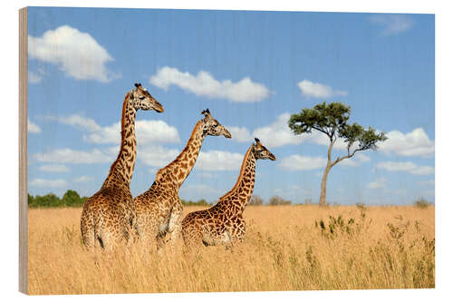 Wood print Giraffe Trio