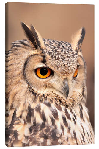 Canvas print owl with orange eyes