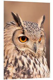 Stampa su PVC owl with orange eyes